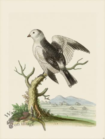 Edwards 126 The Snow Bird